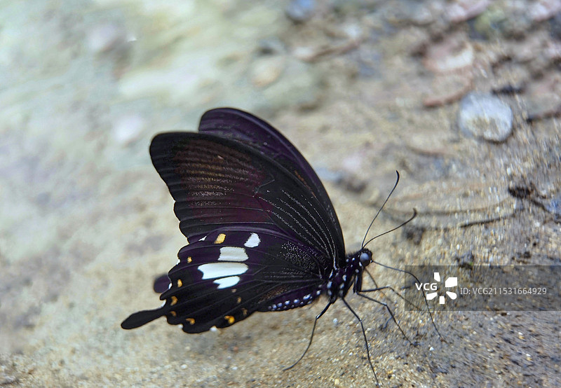 岩石上的蝴蝶图片素材