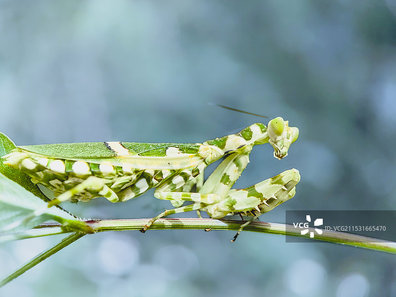 大腹便便的眼斑螳螂（Creobroter）图片素材