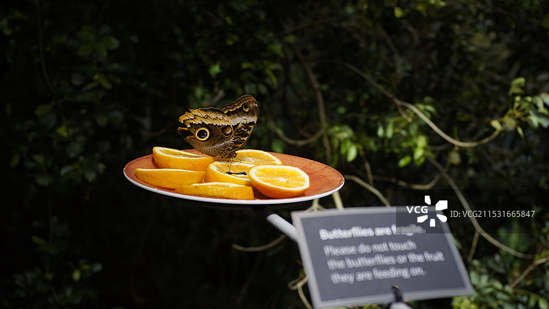 美国旧金山科学馆温室内蝴蝶特写图片素材