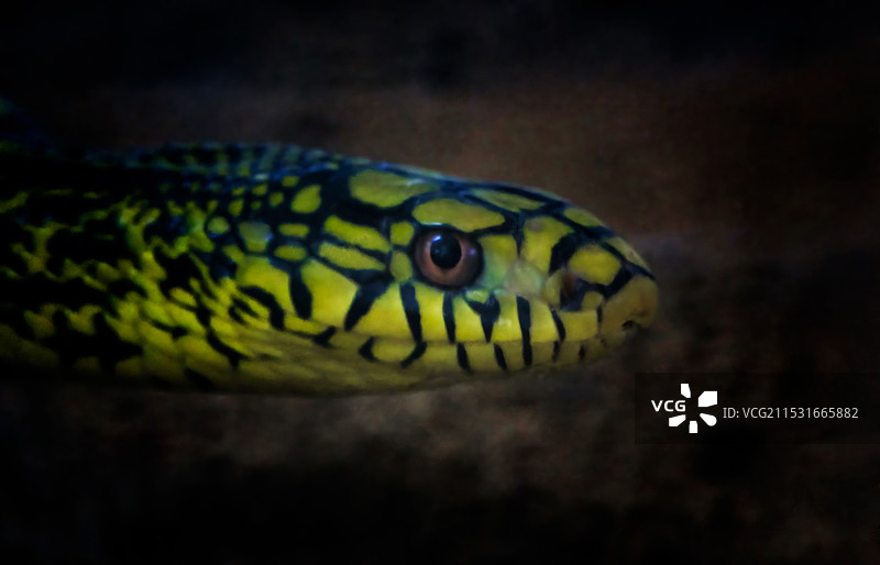 王锦蛇图片素材