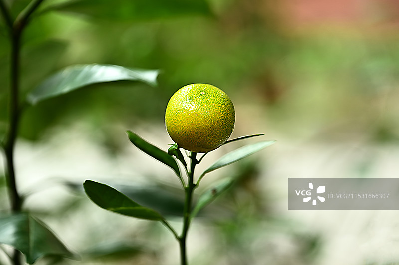 阳光下生长的既有观赏价值又有营养价值的金桔特写图片素材