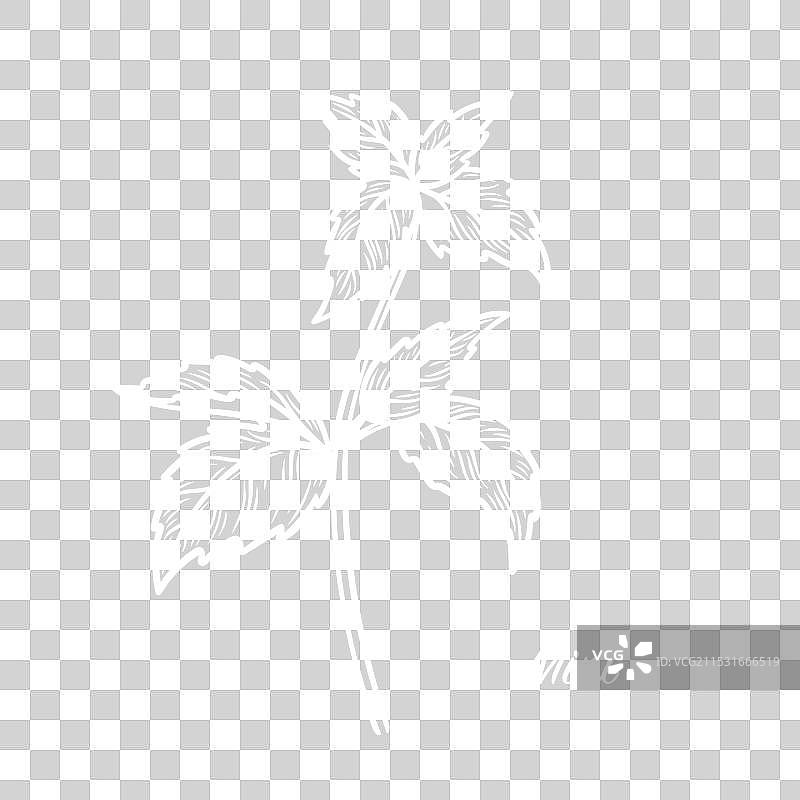 薄荷枝的素描图图片素材