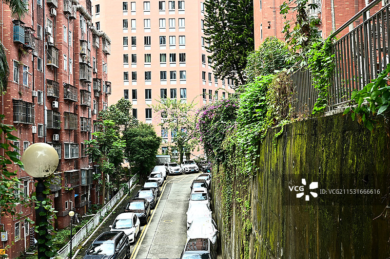 绿荫掩映下车水马龙的都市巷弄图片素材