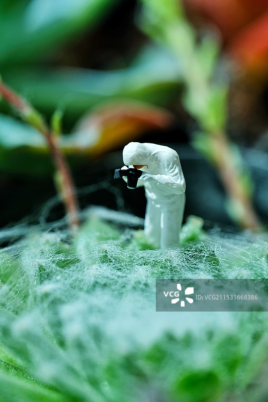 【多肉——蛛丝卷绢】研究多肉。深陷迷局图片素材