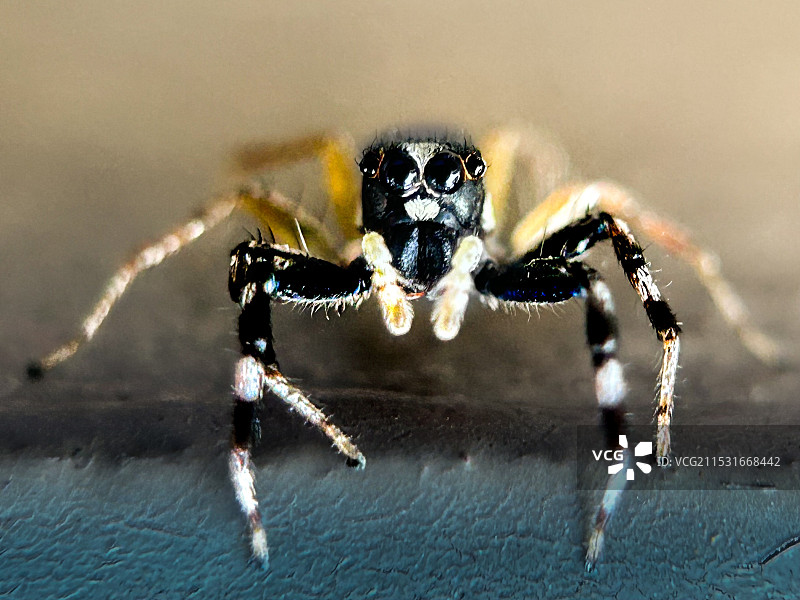 拍蚂蚁过程中跳出来的跳蛛图片素材