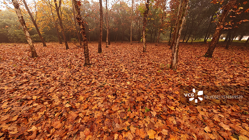 满地秋叶图片素材