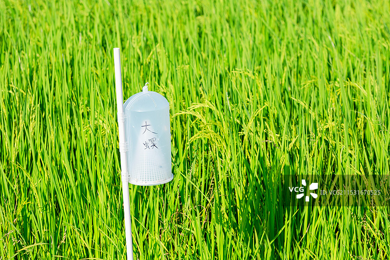 户外稻田螟蛾类诱捕器图片素材