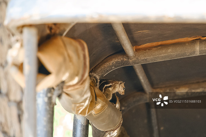 斯里兰卡雅拉国家公园野生松鼠图片素材