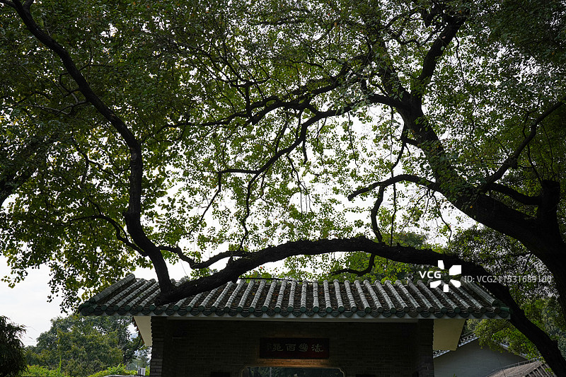 流花湖公园的风景图片素材