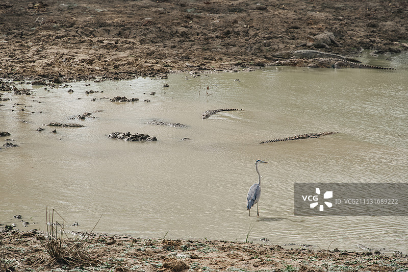 斯里兰卡雅拉国家公园野生鳄鱼图片素材