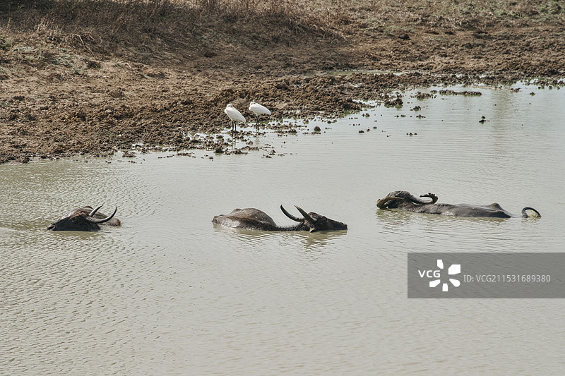 斯里兰卡雅拉国家公园野生水牛图片素材