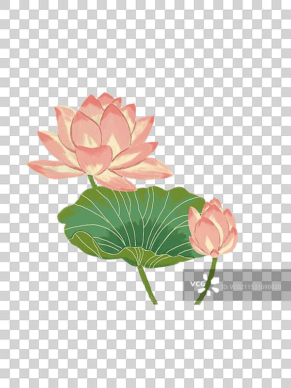 荷花和荷叶图片素材