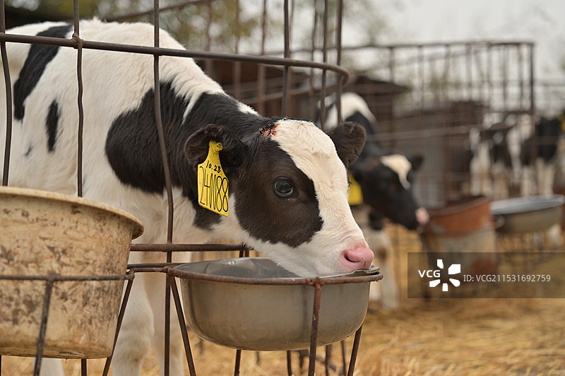 小奶牛图片素材