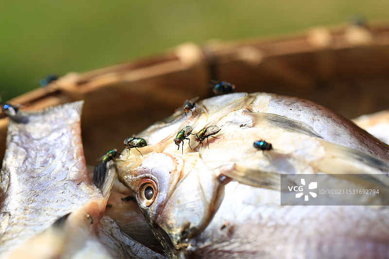 苍蝇聚集在户外晾晒的鱼肉上图片素材