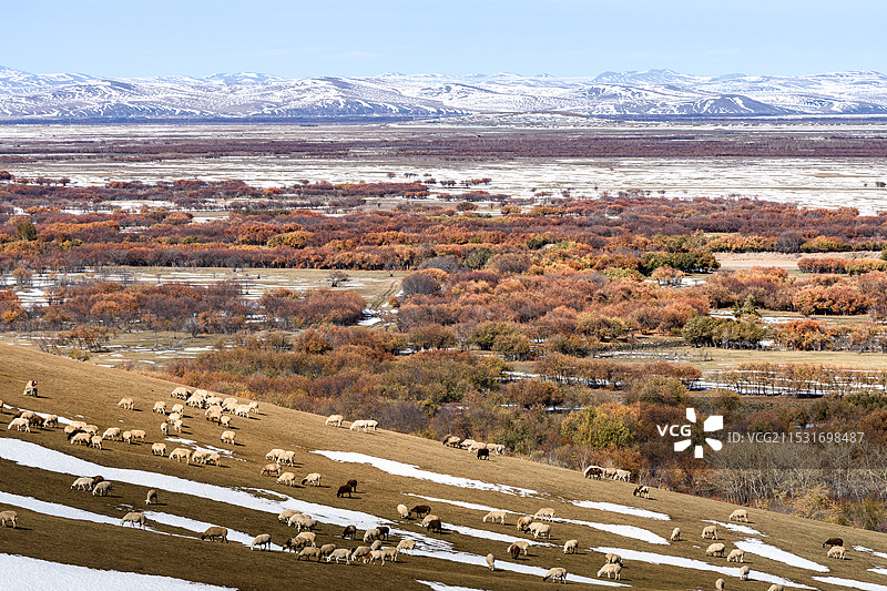 秋季呼伦贝尔“亚洲第一大湿地”额尔古纳湿地公园秋景与雪景，羊群图片素材