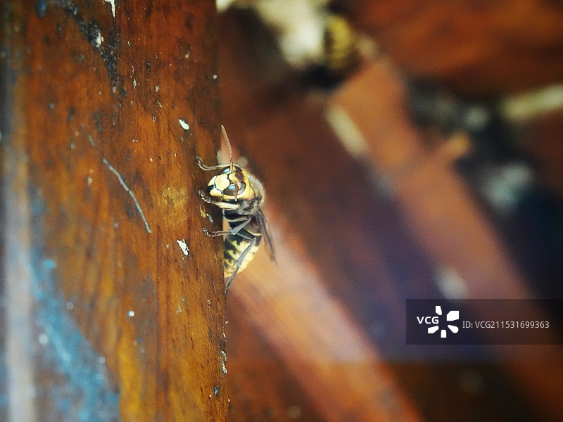 昆虫记｜黄边胡蜂图片素材