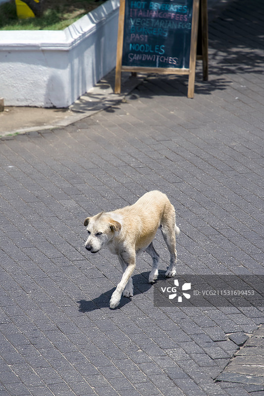 斯里兰卡加勒古城流浪狗图片素材