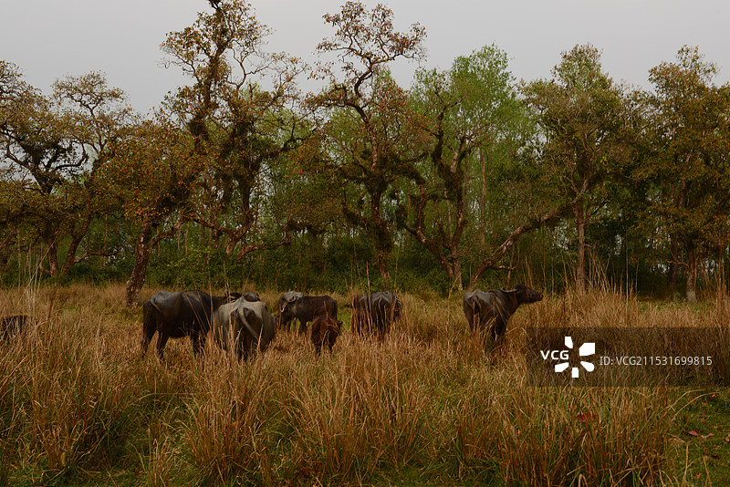 奇特旺森林公园图片素材