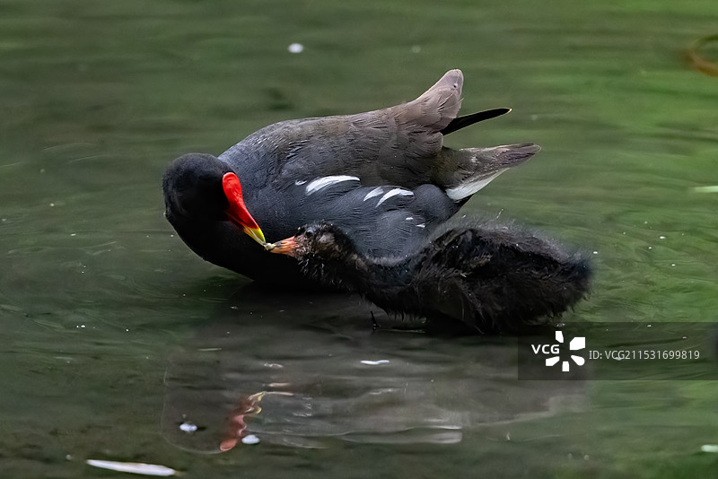 黑水鸡哺育图片素材