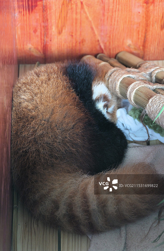 宁波野生动物园网红小熊猫囡囡的睡姿图片素材