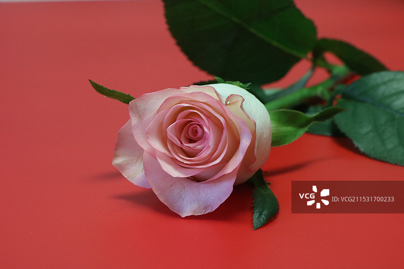 玫瑰花图片素材