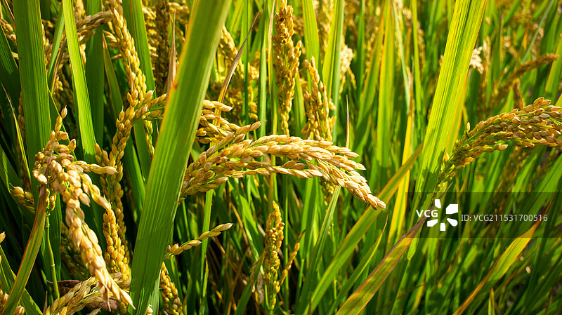 稻穗图片素材