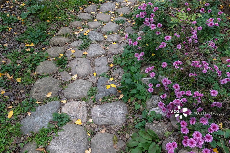 幽静的菊花石板路图片素材