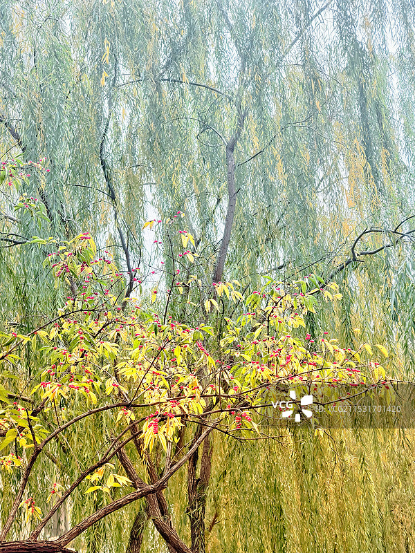 垂柳与忍冬图片素材