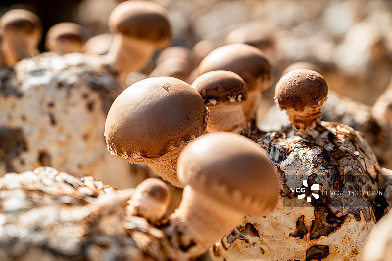 小香菇 大产业图片素材