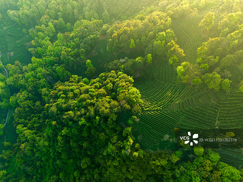 林间茶园--杭州龙井狮峰山山地茶园航拍图片素材
