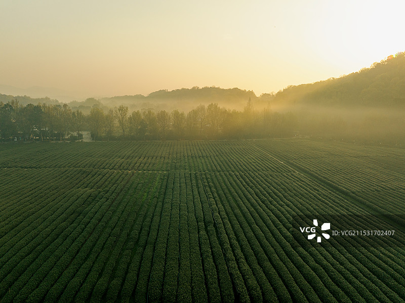 西湖龙井主产区--杭州西湖区龙井村西湖龙井茶园清晨晨雾航拍图片素材