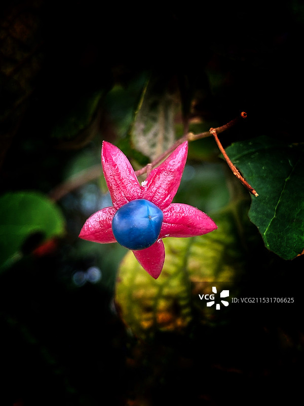 奇花异草（海州常山）图片素材