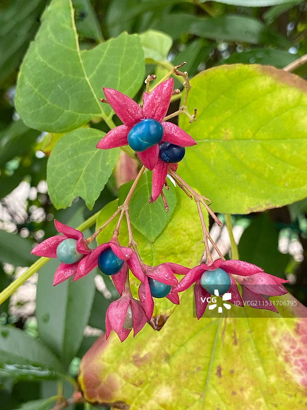 奇花异草（海州常山）图片素材