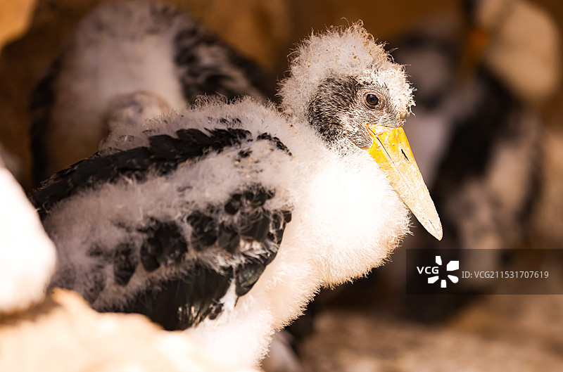 黑鹳幼鸟图片素材
