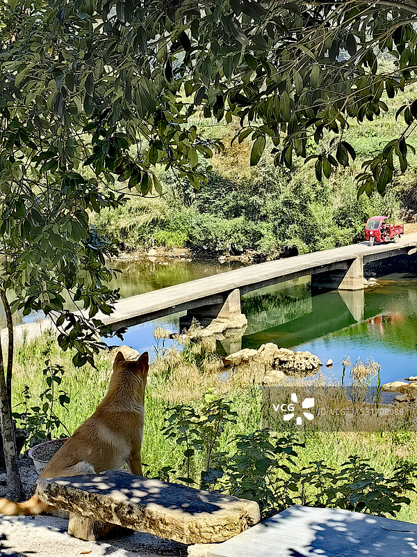 乡村风景：小桥流水和等待主人的狗图片素材