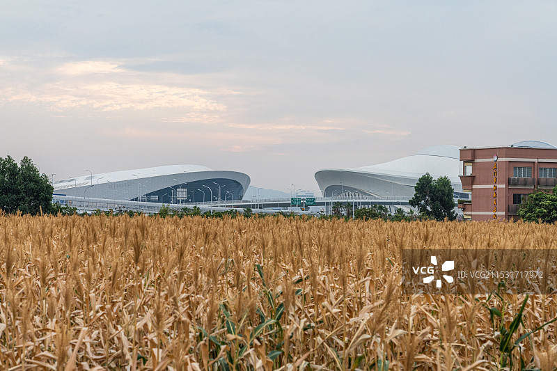厦门市翔安区西岩山都市田园水果玉米地和奥体中心图片素材