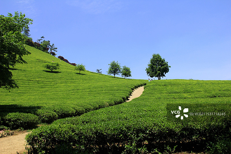 宝城绿茶园图片素材