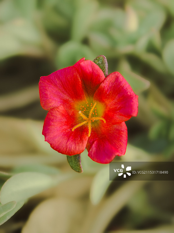 天天向上的花—环翅马齿苋图片素材