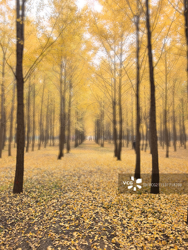 秋色银杏树图片素材