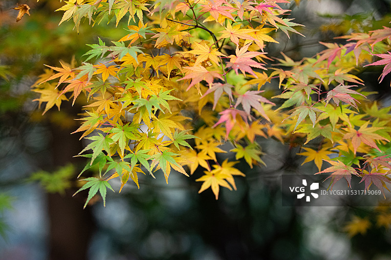 秋天的枫叶图片素材