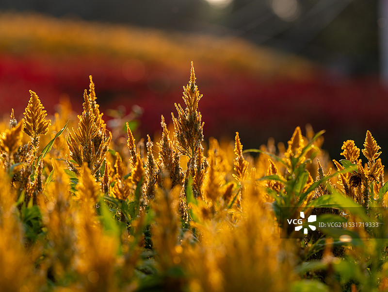 穗冠花图片素材