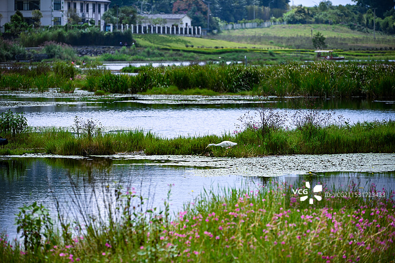 一只白鹭在云南腾冲湿地公园水面上图片素材