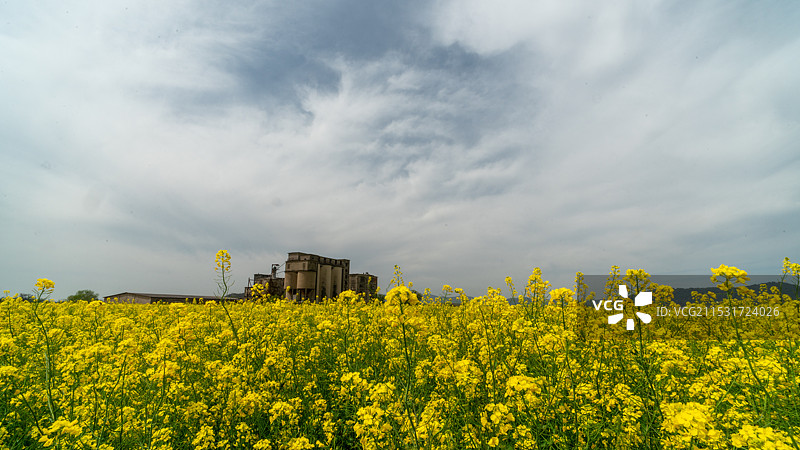 乌峰顶油菜花海图片素材