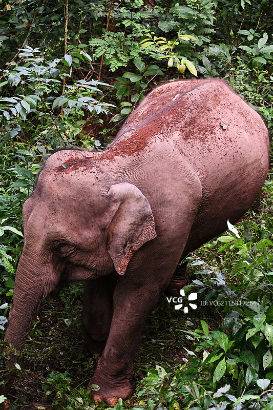 西双版纳野象谷亚洲象图片素材