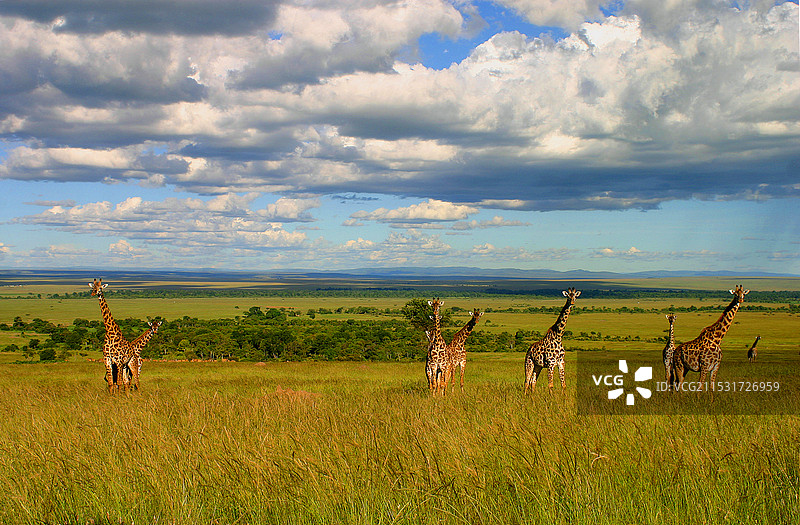 广袤的非洲大草原是长颈鹿的天堂图片素材