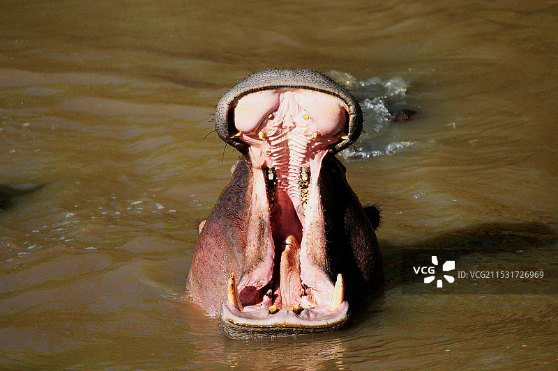 河马是陆地上嘴巴最大的动物，其嘴巴可以张开近180度图片素材