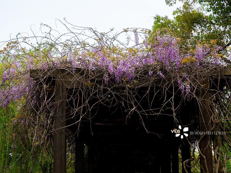 莲池湖紫藤图片素材