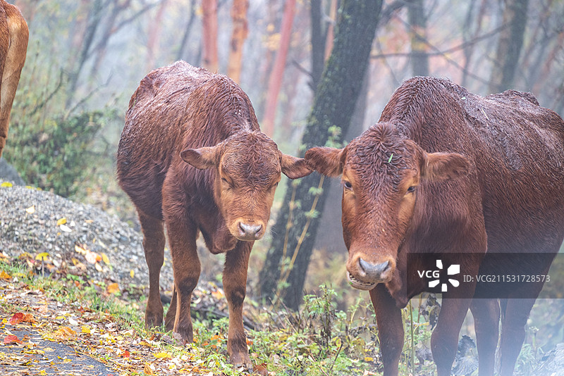 秦川牛 老黄牛 太白县秦岭图片素材
