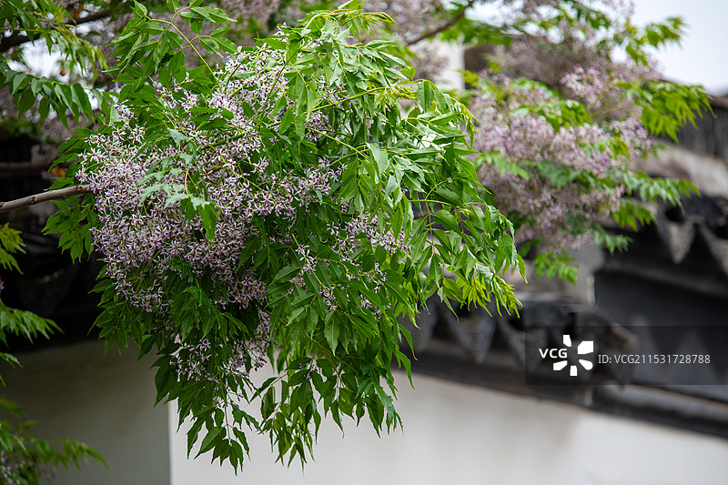 常熟孝义桥苦楝树开花图片素材