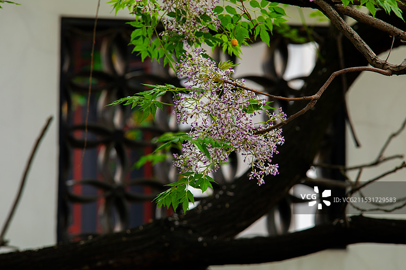 常熟孝义桥苦楝树开花图片素材